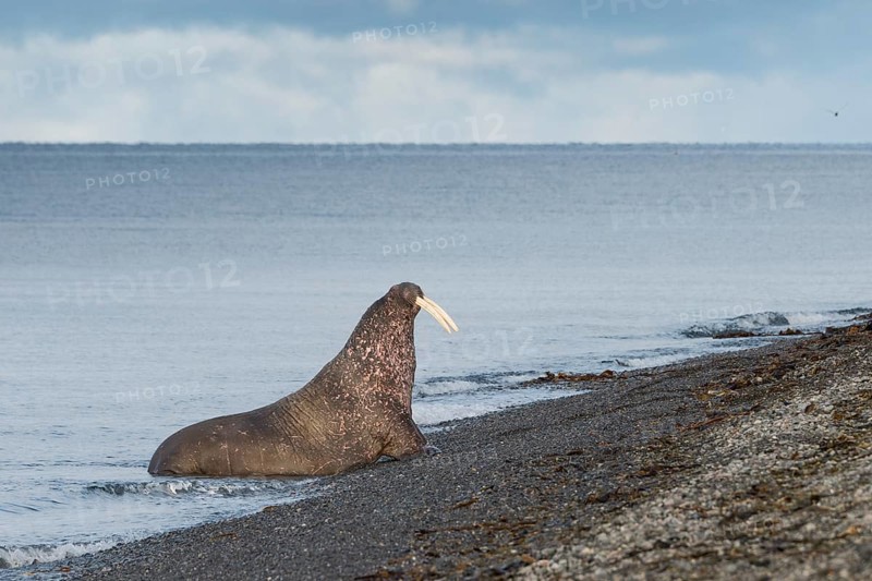 Walrus (Odobenus rosmarus) on the beach