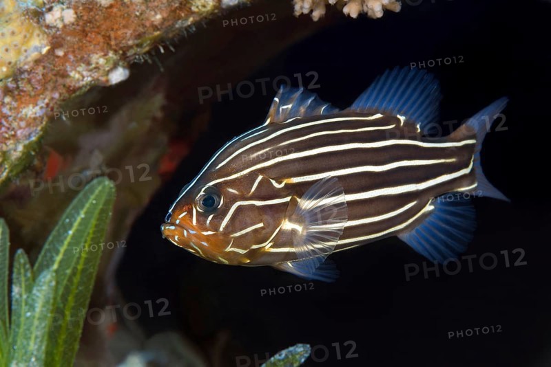 Sixline Soapfish (Grammistes sexlineatus)