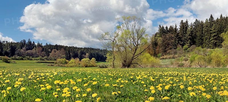 Dandelion meadow in the Morsbachtal