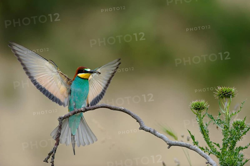 Bee-eater (Merops apiaster)