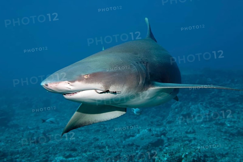 Sicklefin lemon shark (Negaprion acutidens) with fishing hooks in the mouth swims over coral reef