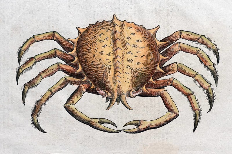 Crab (Brachyura)