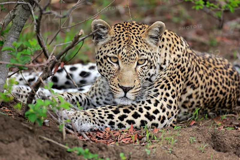Leopard (Panthera pardus)