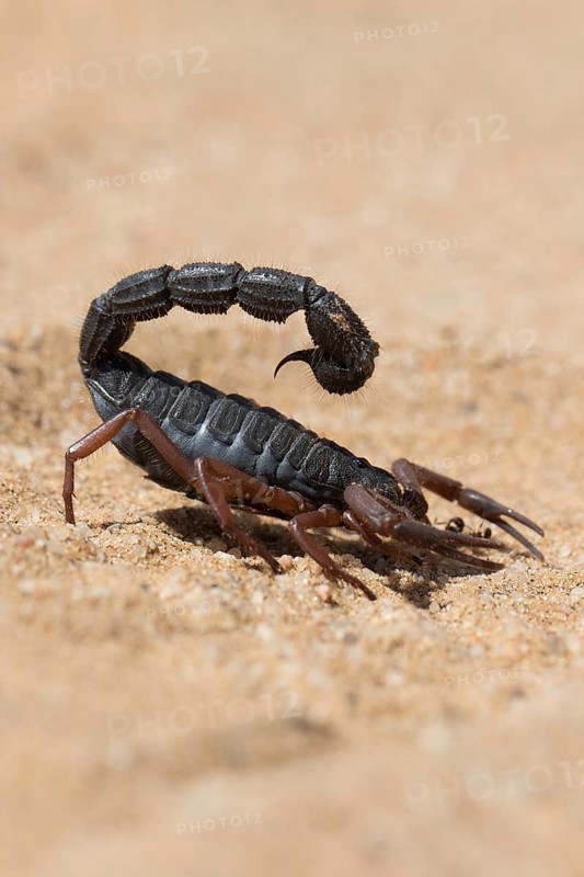 Transvaal thick-tailed scorpion (Parabuthus transvaalicus) in Sand Desert