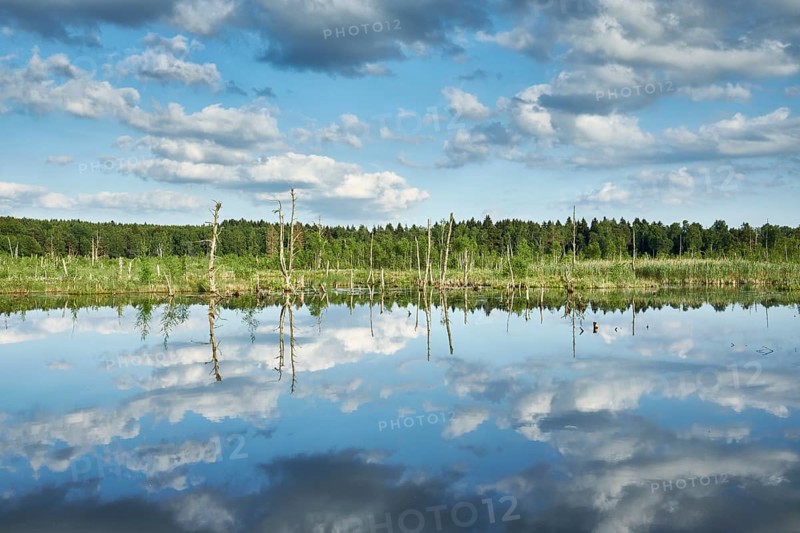 View over the Regenmoor marshland and Neckar origin Schwenninger moss