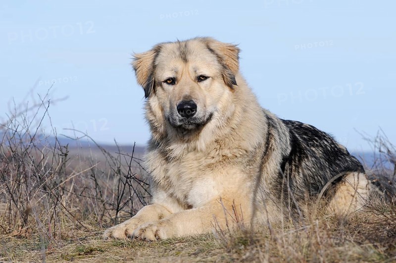 Caucasian Ovcharka