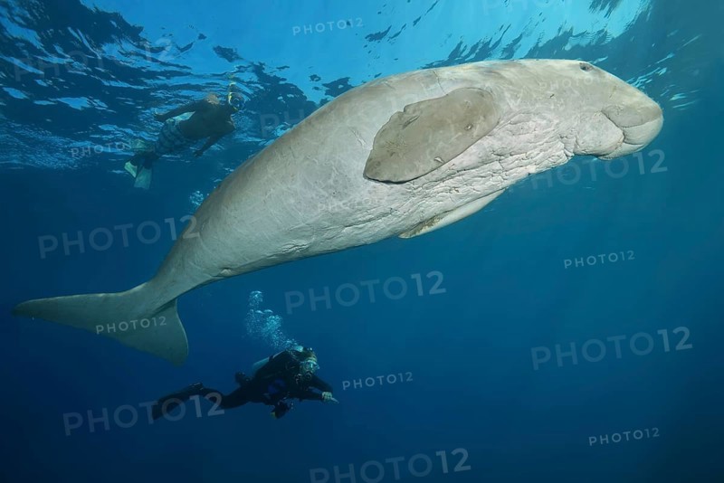Sea Cow (Dugong dugon) with scubadivers swim under surface of blue water