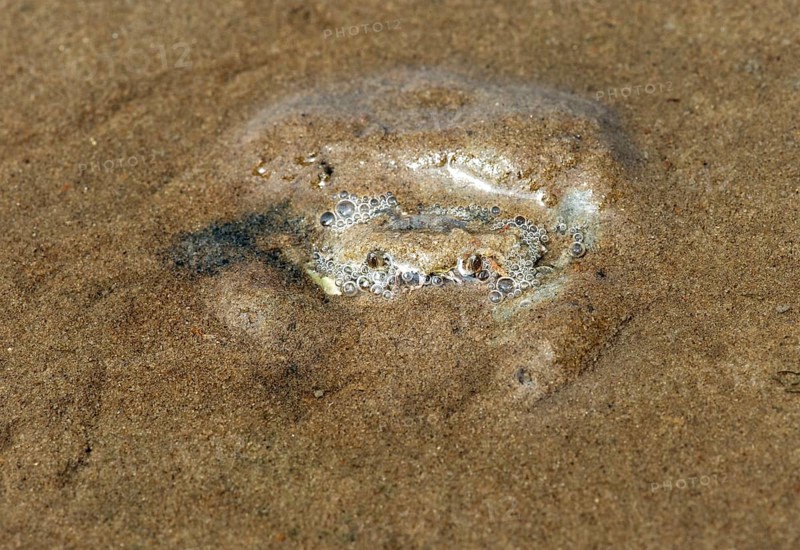 European green crab (Carcinus maenas) hides in the sand