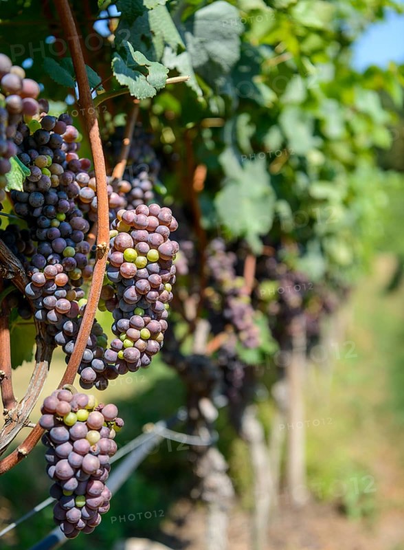Blue grapes