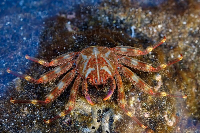 Nimble spray crab (Percnon gibbesi)