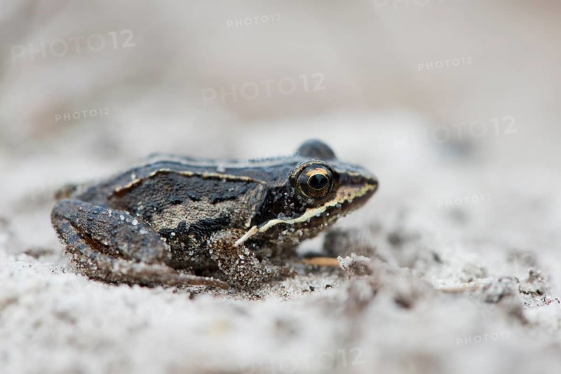 Young Moor frog (Rana arvalis)