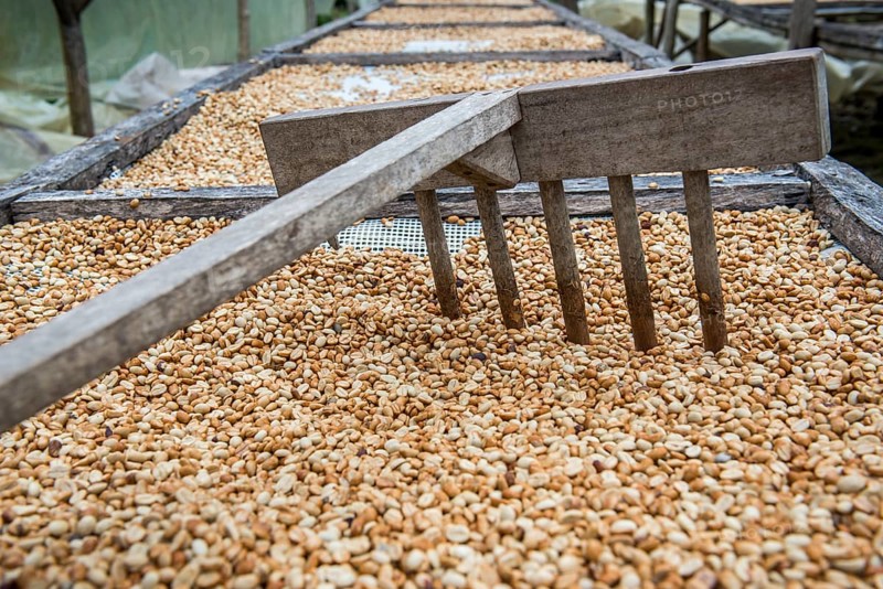 Coffee beans left to dry