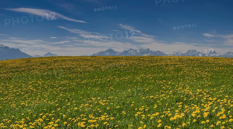 Blooming Dandelion meadow (Taraxacum)