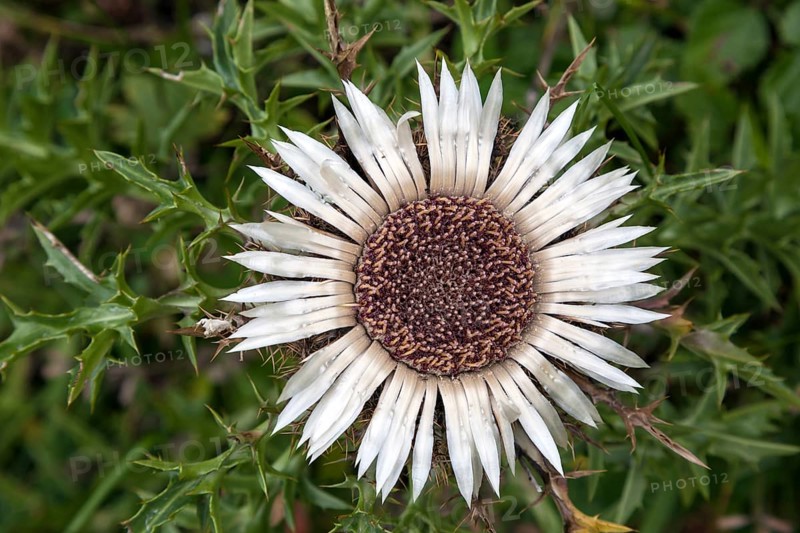 Silver thistle (Carlina acaulis)