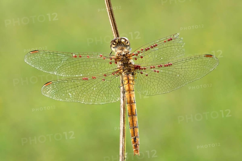 Common Darter (Sympetrum striolatum) on blade