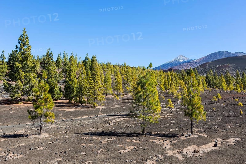 Canary Island pines (Pinus canariensis)