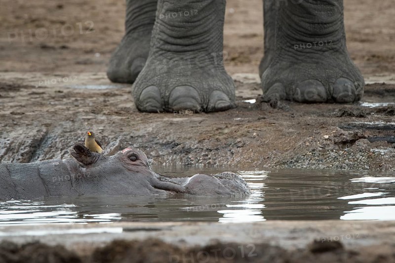 Hippopotamus (Hippopotamuspotamus amphibius) with Yellow-billed Oxpecker (Buphagus africanus) on the head lies in waterhole