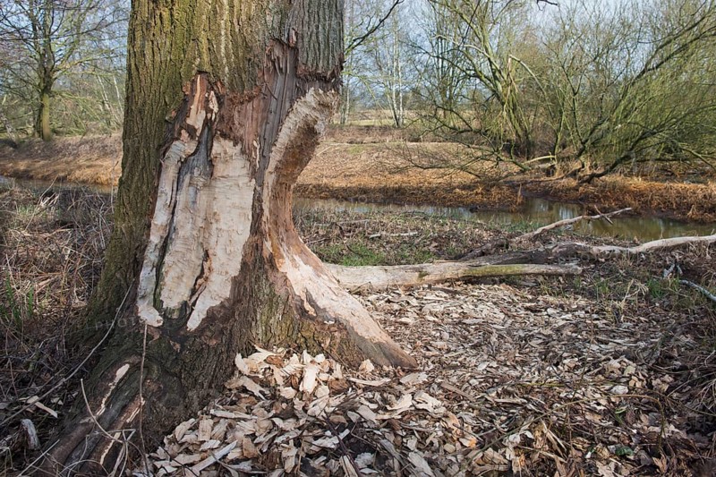 Feeding marks of European beaver (Castor Fiber) on the trunk of an oak (Quercus robur)