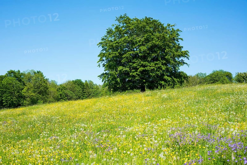 Common beech (Fagus sylvatica) stands in blossoming meadow