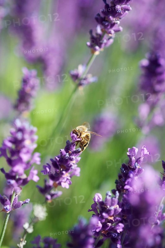 Honeybee (Apis sp.) on lavender (Lavandula) flower