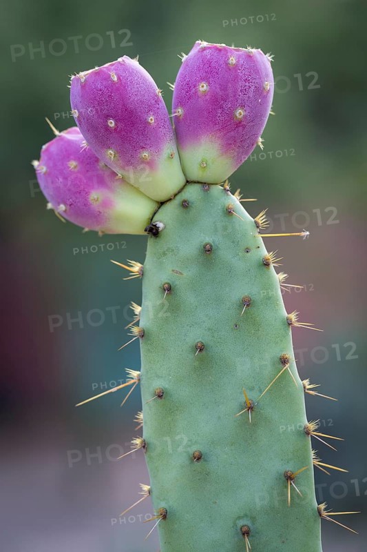 Engelmann's Prickly Pear (Opuntia engelmannii) with pink cactus fruits