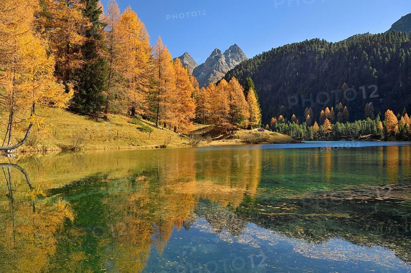 Larch in autumn colouring