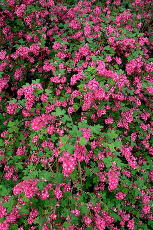 Flowering currant (Ribes sanguineum)