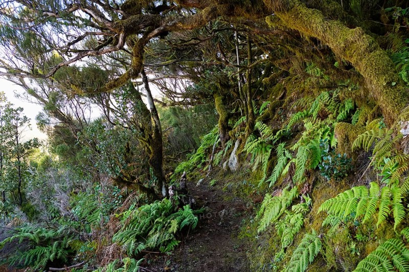 Fern on the forest path in the cloud forest