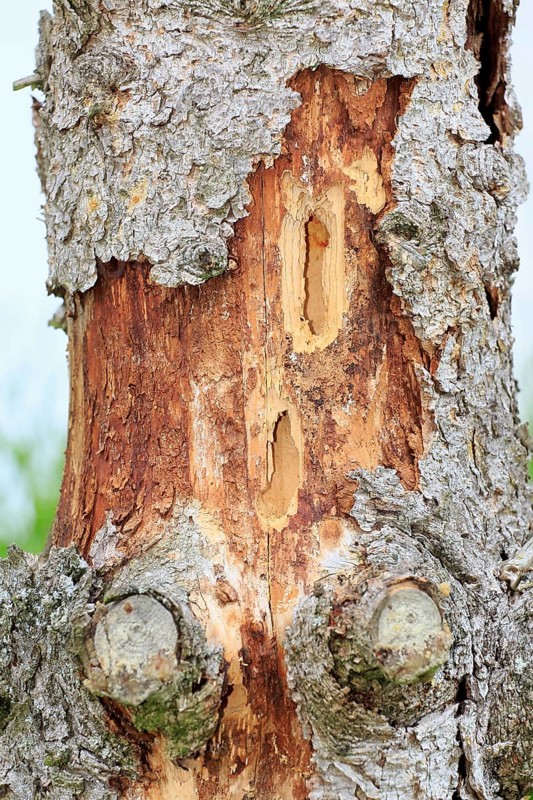 Feeding marks of a woodpecker (Dendrocopos major) on a tree trunk