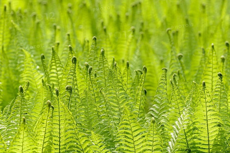 Ostrich Fern (Matteuccia struthiopteris) against the light