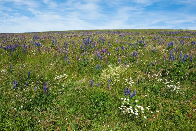 Flowering meadow with Lupins (Lupinus) and Cranesbill (Geranium)