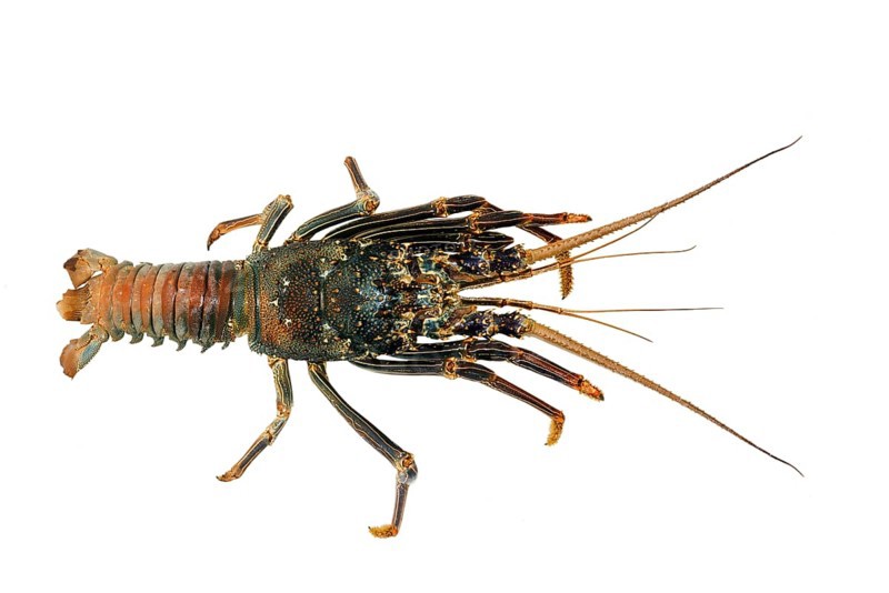 Painted rock lobster (Panulirus versicolor)