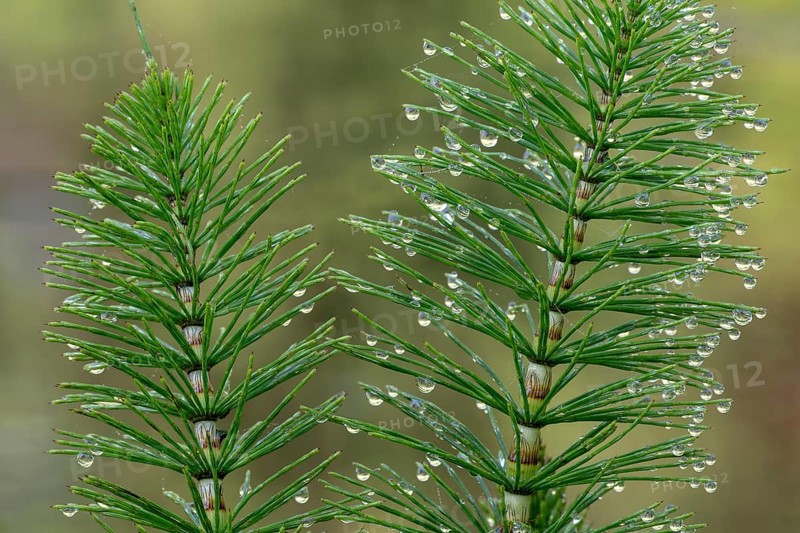 Great horsetail (Equisetum telmateia) with dewdrops