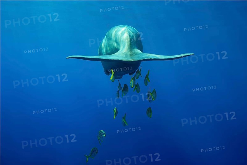 Tail of a floating Sea Cow (Dugong dugon) with Golden Trevallys (Gnathanodon speciosus)
