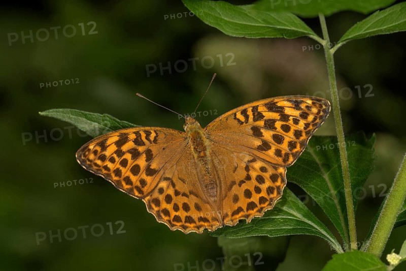 Silver-washed fritillary (Argynnis paphia) with open wings