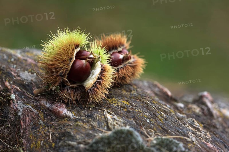 Two chestnuts (Castanea sativa) on a rock