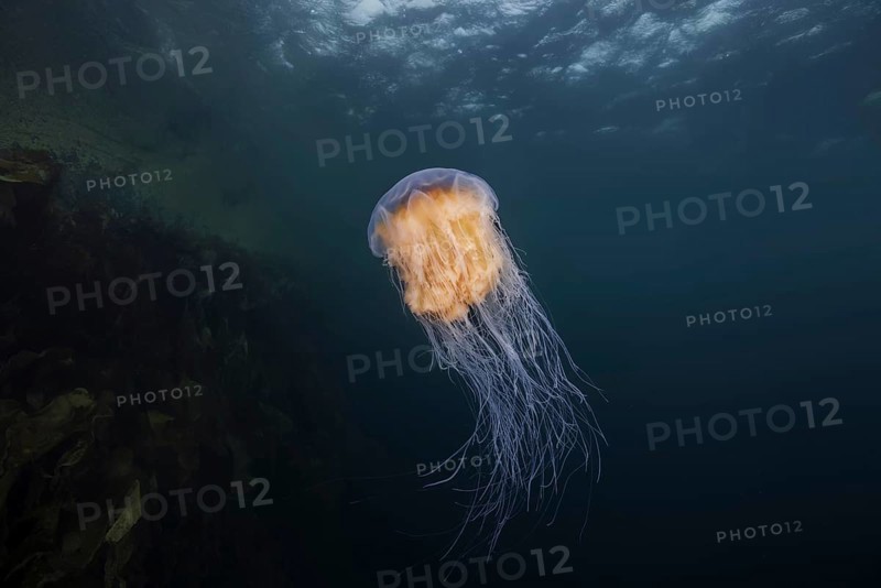 Lion's mane jellyfish (Cyanea capillata) in the blue water near reef