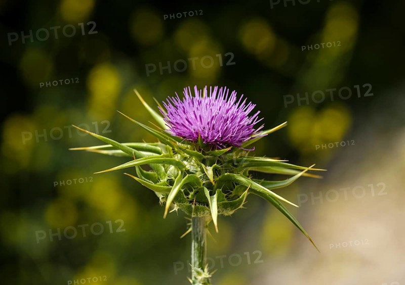 Flower of Carduus marianus (Silybum marianum)