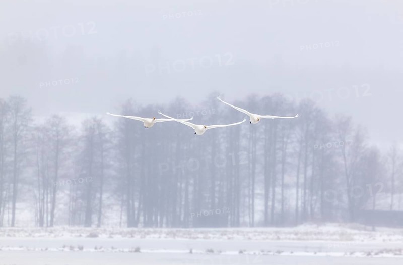 Whooper swans (Cygnus cygnus)