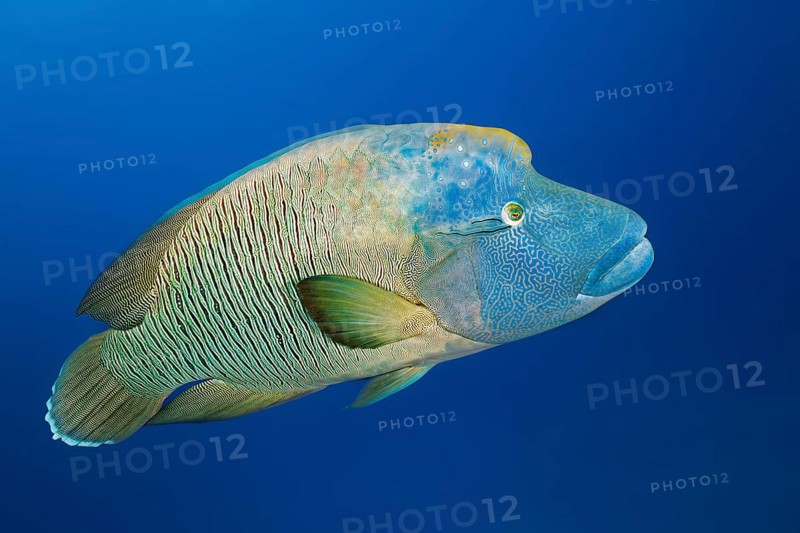 Adult Humphead Wrasse (Cheilinus undulatus)