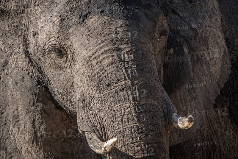 African elephant (Loxodonta africana)