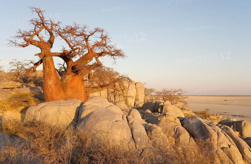 African Baobab (Adansonia digitata) between stones
