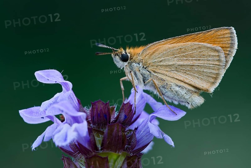 Essex skipper (Thymelicus lineola) on blossom