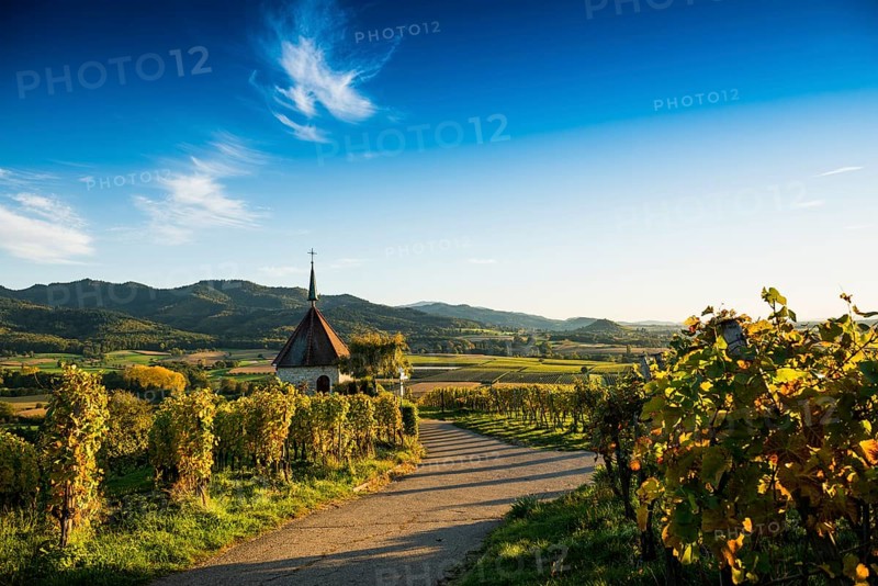 Olbergkapelle between vineyards