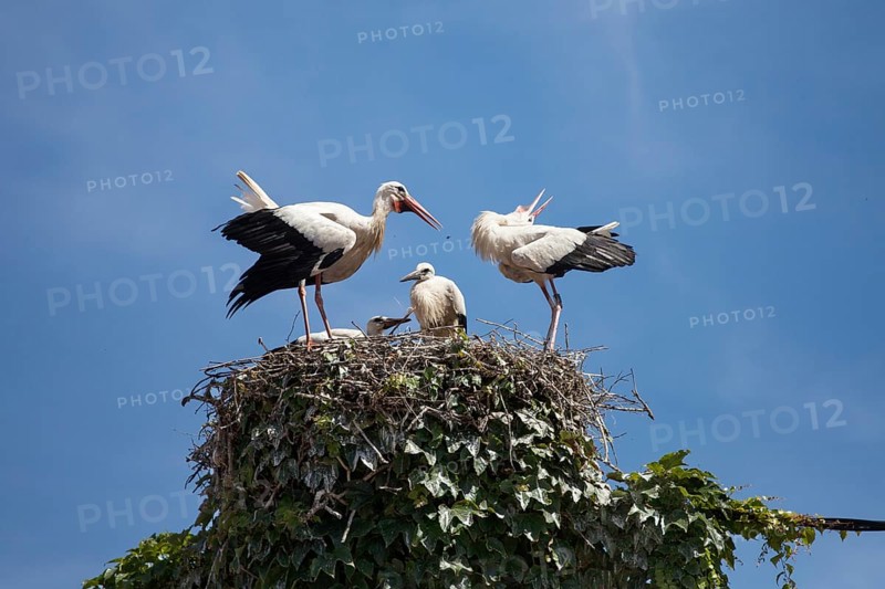 Storks with Young Birds in Eyrie