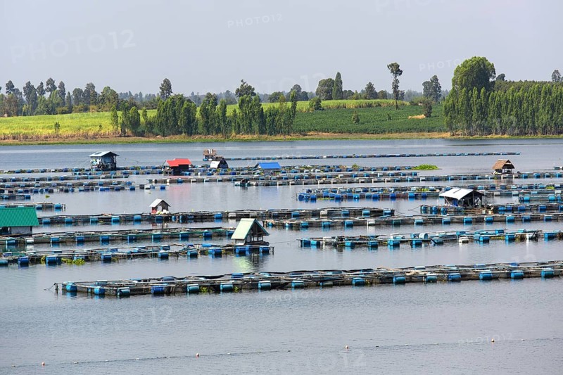 Freshwater fish farm in Lam Pao River