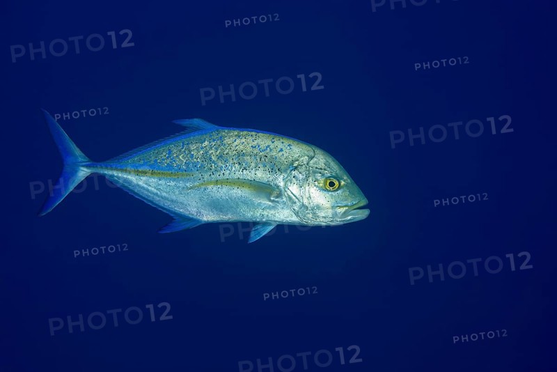 Bluefin trevally (Caranx melampygus) in blue water