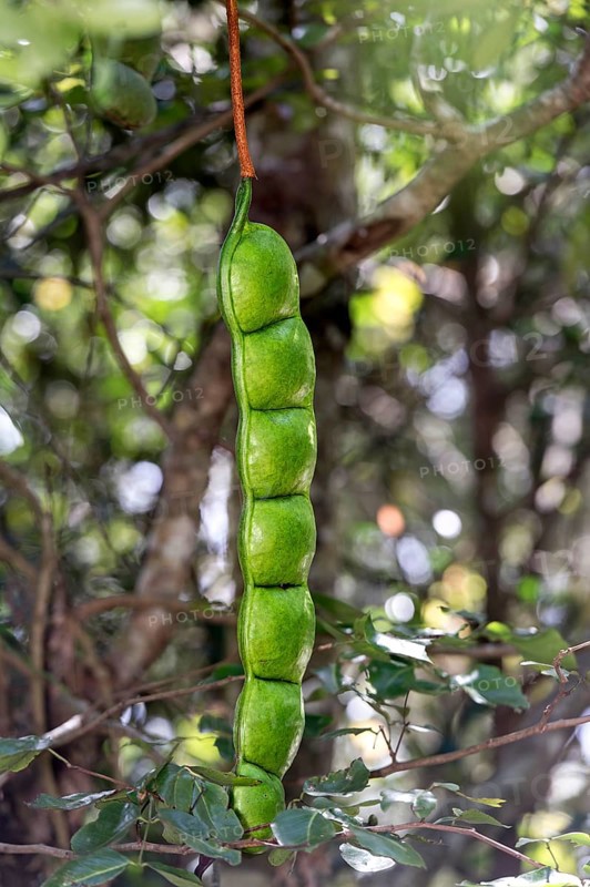 African dream herb (Entada rheedeii)