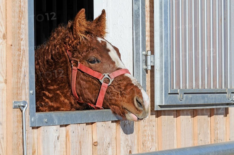 Curly Horse (Equus ferus caballus)