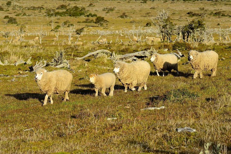 Sheep with dense wool in the pasture